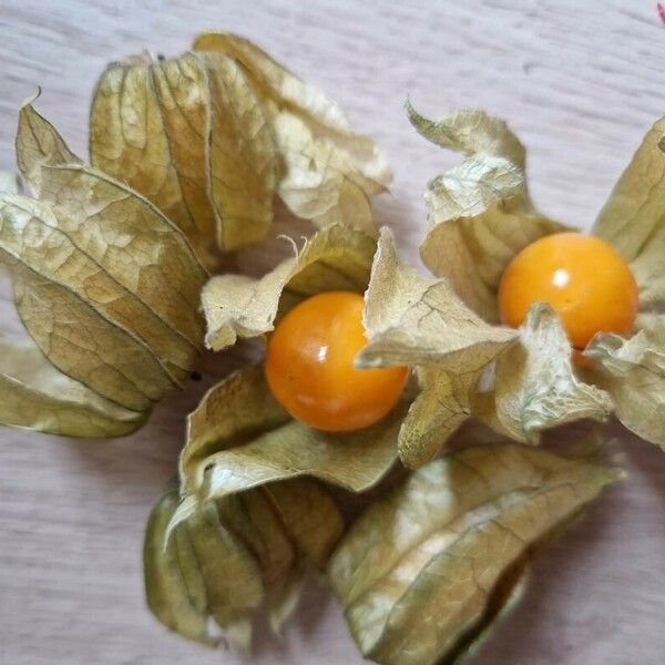 Physalis peruviana Fruit