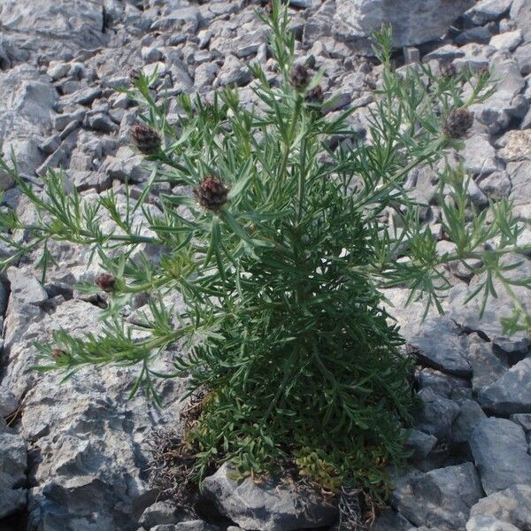 Centaurea corymbosa autre