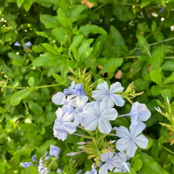 Plumbago auriculata Цвят