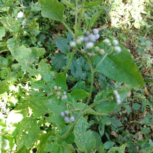 Ageratum conyzoides Cvet