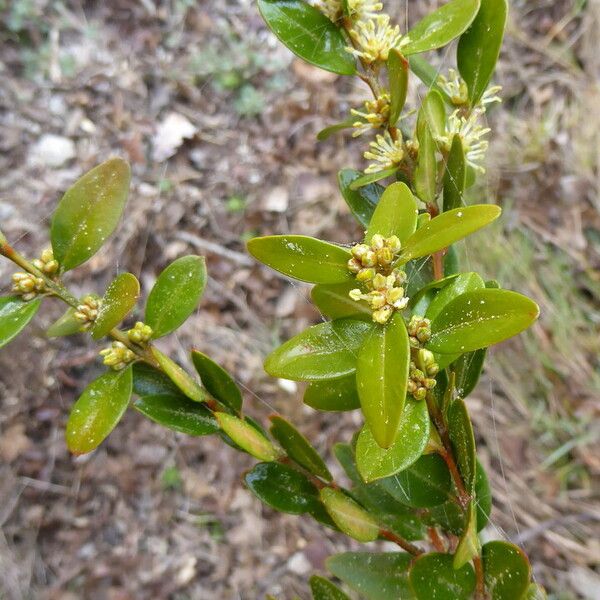 Rhamnus alaternus Habitatea