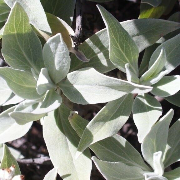 Helichrysum melaleucum Leaf