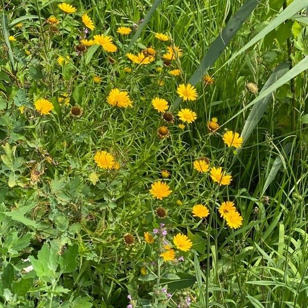 Buphthalmum salicifolium Flower