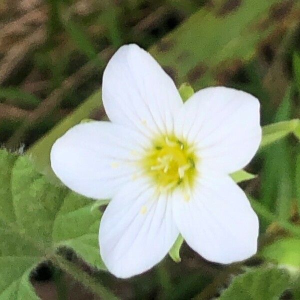 Arenaria montana ফুল