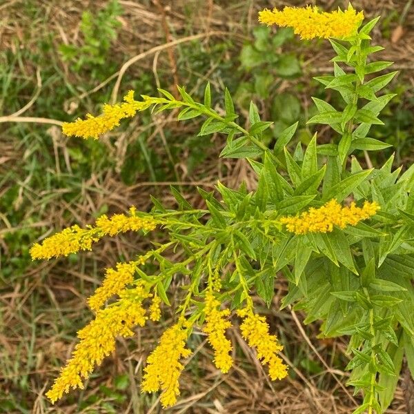 Solidago rugosa ᱵᱟᱦᱟ