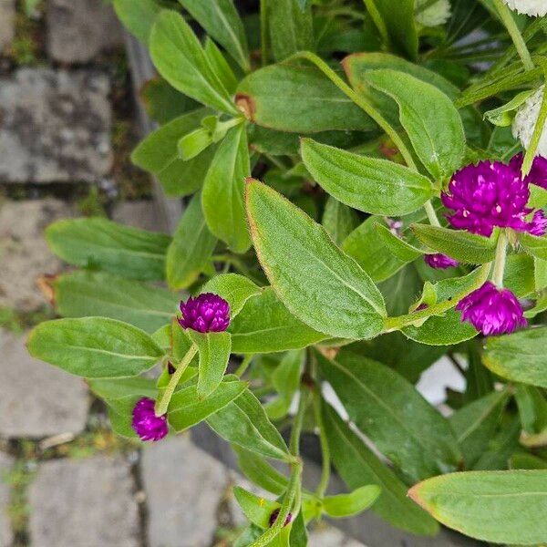 Gomphrena globosa Hoja