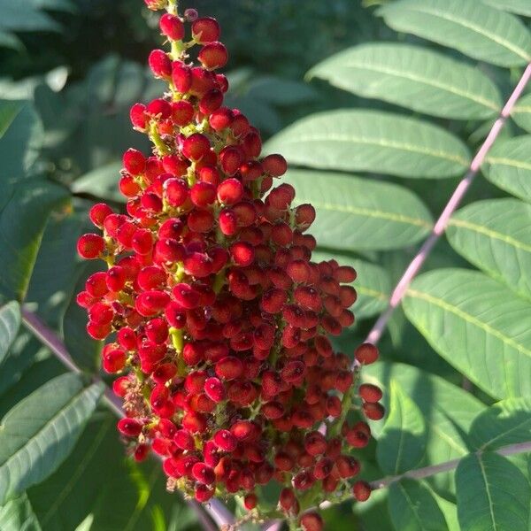 Rhus glabra Flower