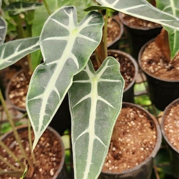 Alocasia longiloba Tervik taim