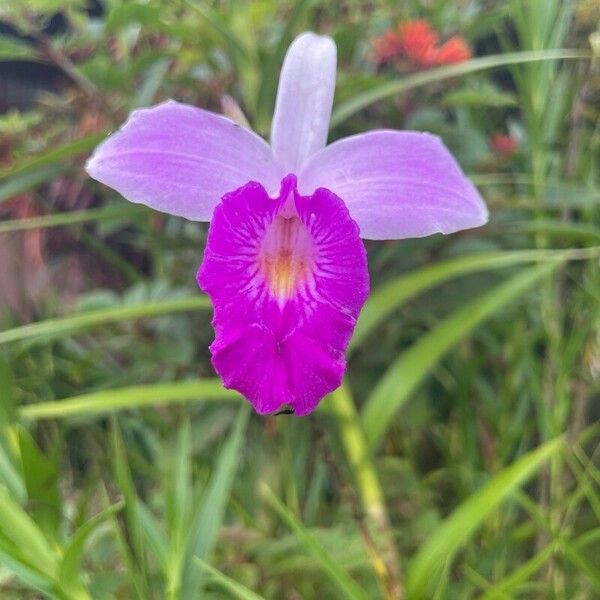 Arundina graminifolia Cvet