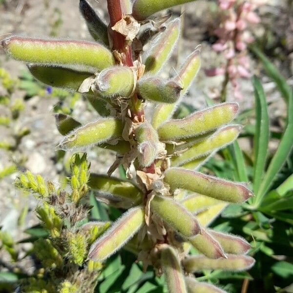 Lupinus polyphyllus Vrucht