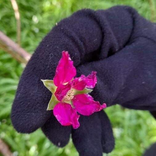 Rubus spectabilis Flower