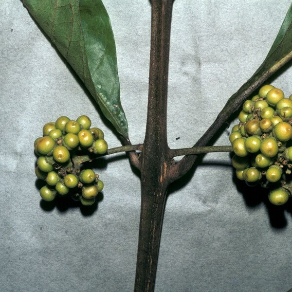 Aegiphila integrifolia Fruit