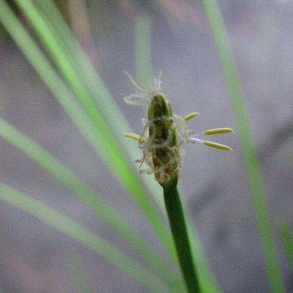 Eleocharis erythropoda Frucht