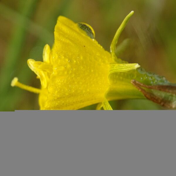 Narcissus bulbocodium Žiedas