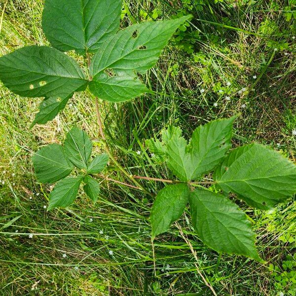 Rubus canadensis Folha