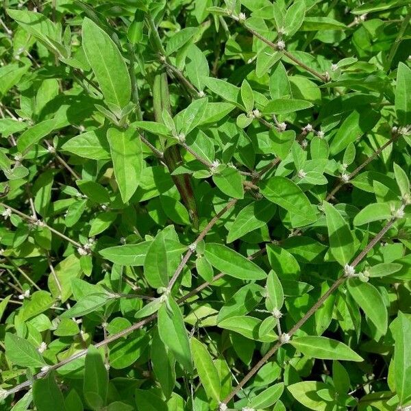 Alternanthera ficoidea Blomst