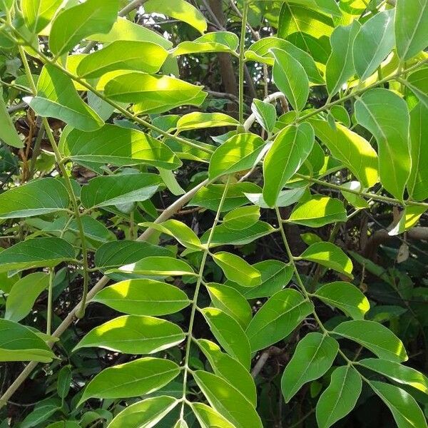 Aganope stuhlmannii Leaf