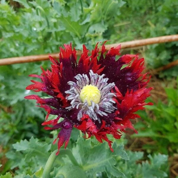 Papaver somniferum Flower