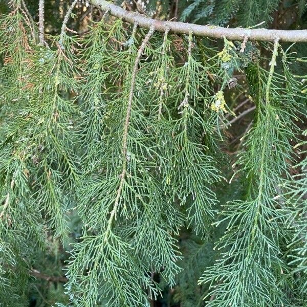 Chamaecyparis lawsoniana Leaf