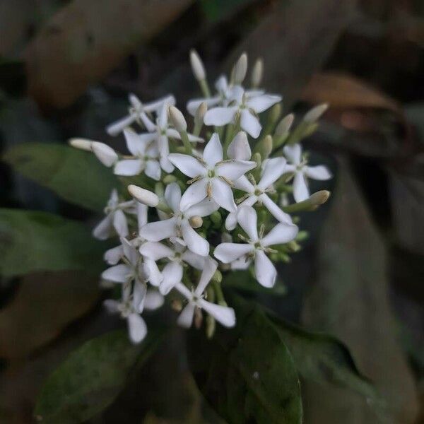 Ixora finlaysoniana Λουλούδι