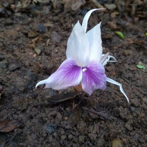 Kaempferia rotunda Flower