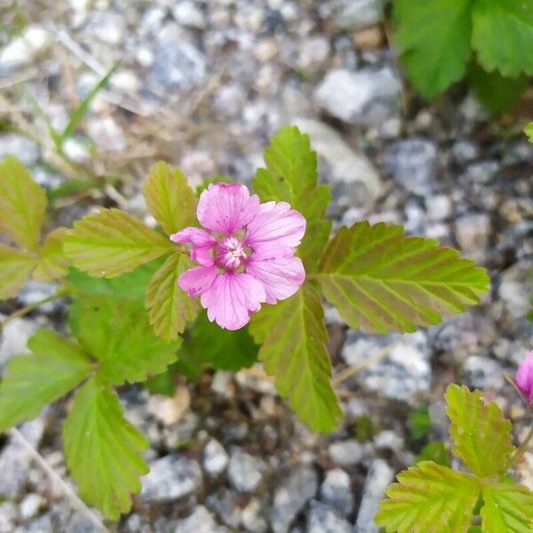 Rubus arcticus Kvet