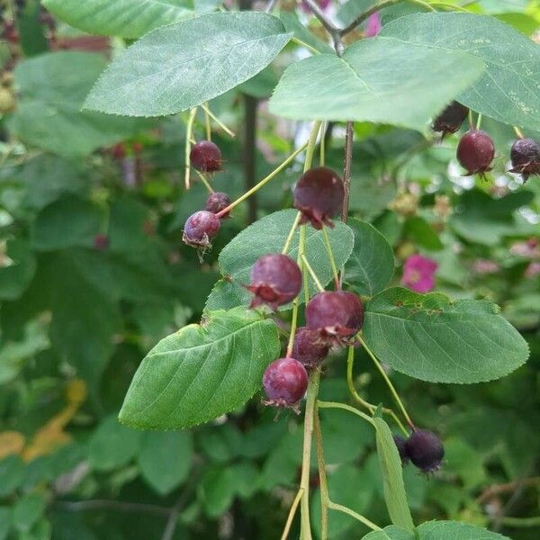 Amelanchier canadensis Fruitua