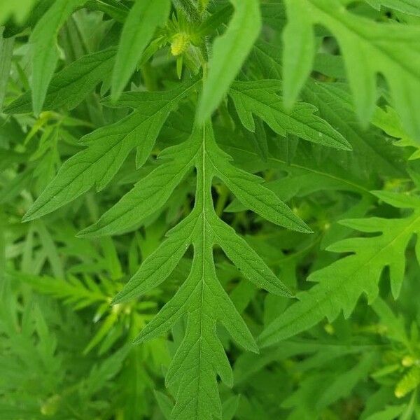 Ambrosia artemisiifolia 叶