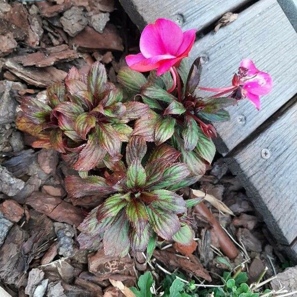 Impatiens walleriana Natur