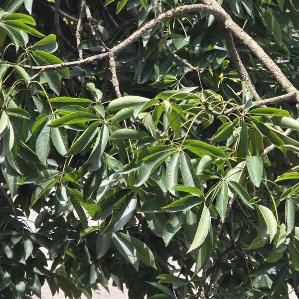 Ceiba speciosa पत्ता