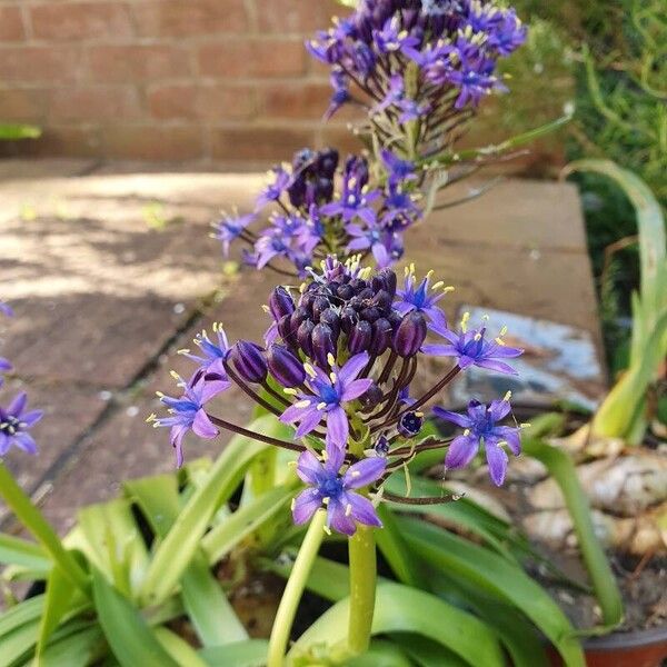 Scilla peruviana Flower