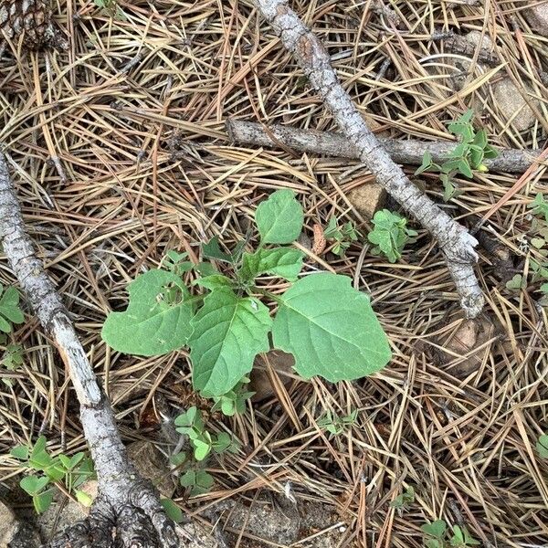 Physalis philadelphica Leaf