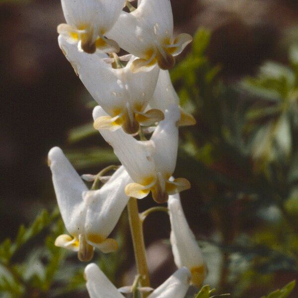 Dicentra cucullaria Flor