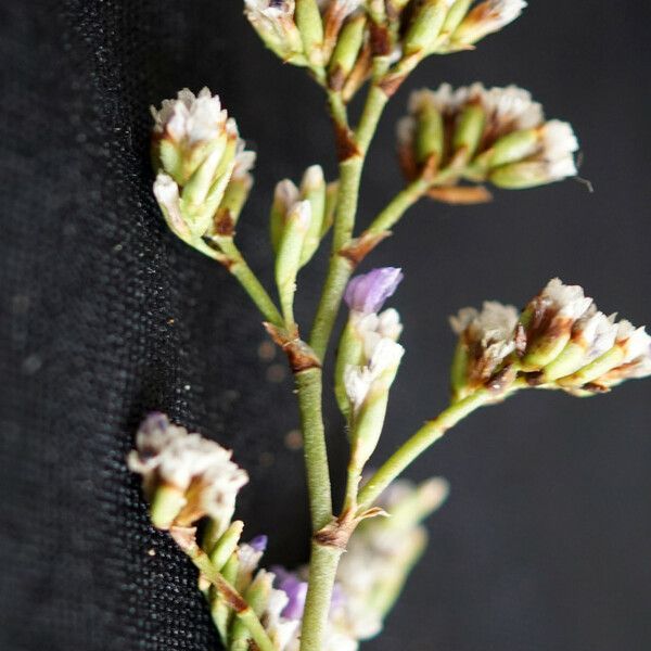 Limonium girardianum Blomst