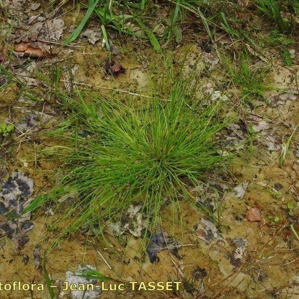 Isolepis setacea Habit