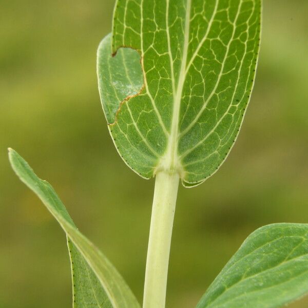 Hypericum richeri Leaf