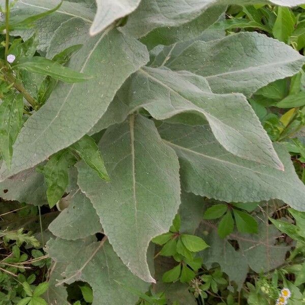 Verbascum densiflorum 葉
