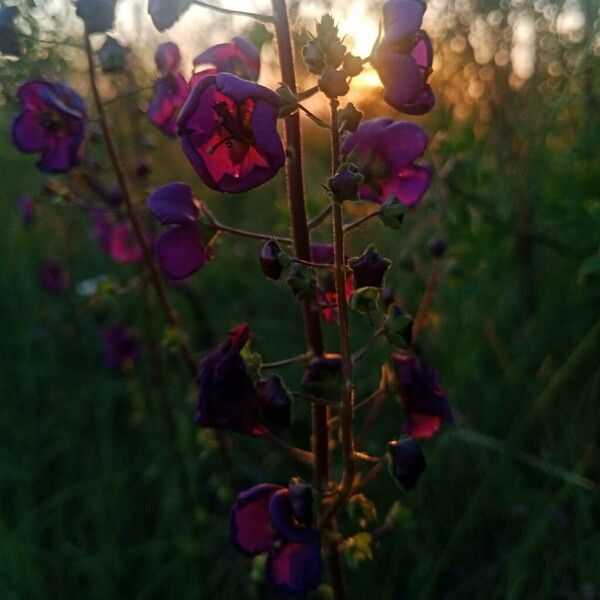 Verbascum phoeniceum Blüte