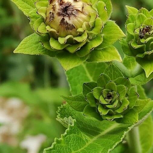 Inula helenium ᱵᱟᱦᱟ