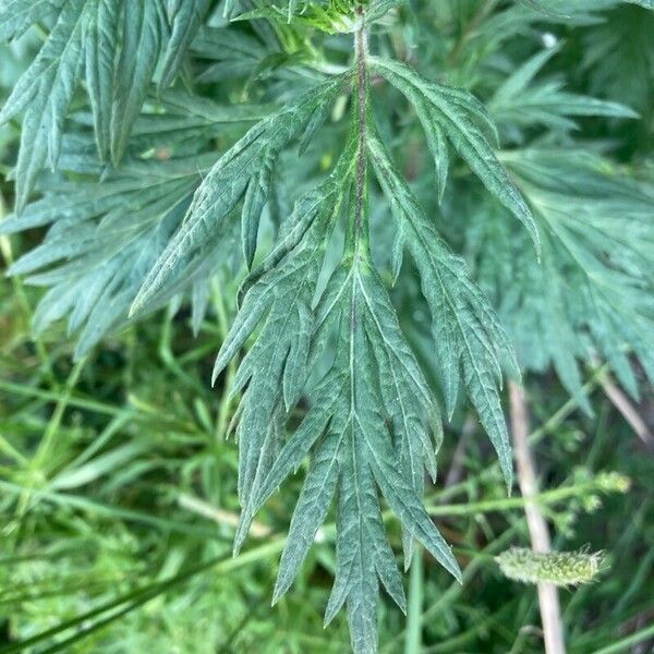Artemisia verlotiorum Φύλλο