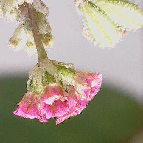 Boerhavia diffusa Blüte