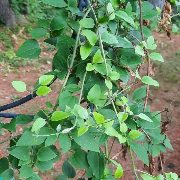 Jasminum fluminense Leaf