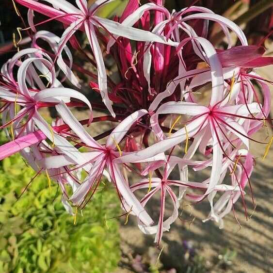 Crinum asiaticum Flower