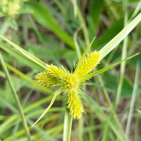 Cyperus aggregatus Květ