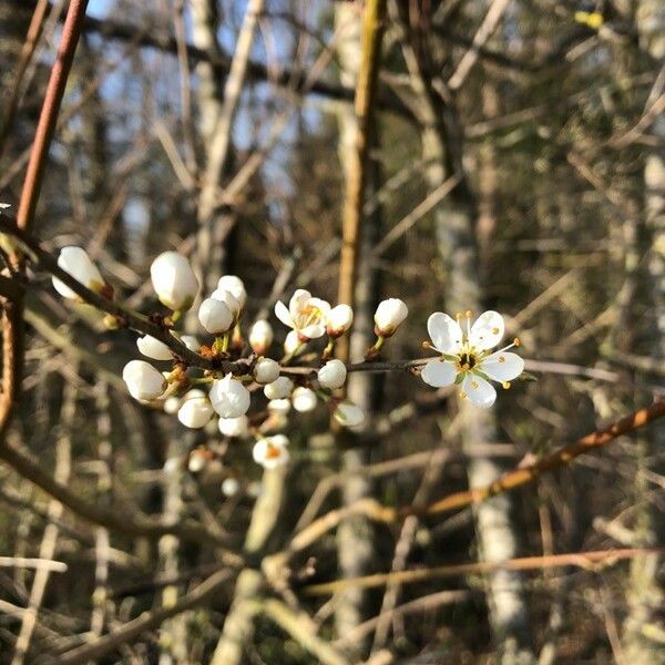 Prunus spinosa Virág