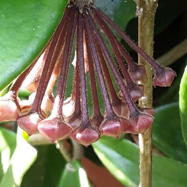 Hoya carnosa Květ