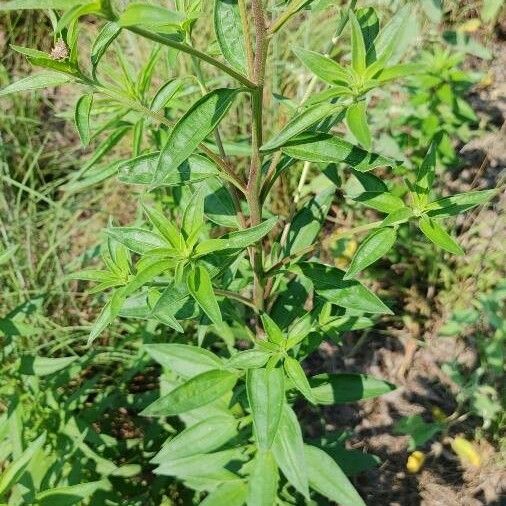 Palafoxia hookeriana Leaf