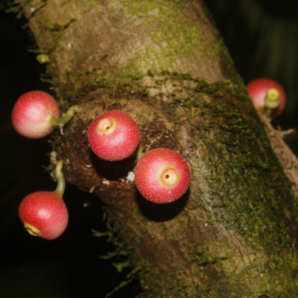 Siparuna gesnerioides Frucht