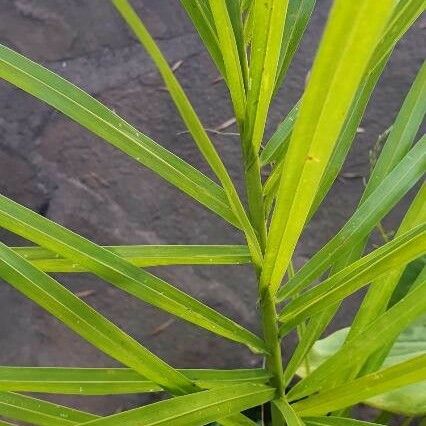 Butia yatay Leaf