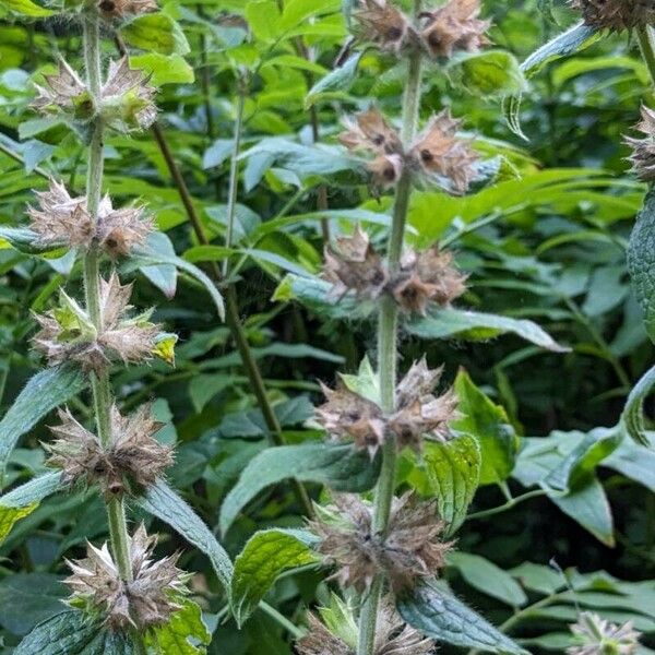 Stachys alpina Flower